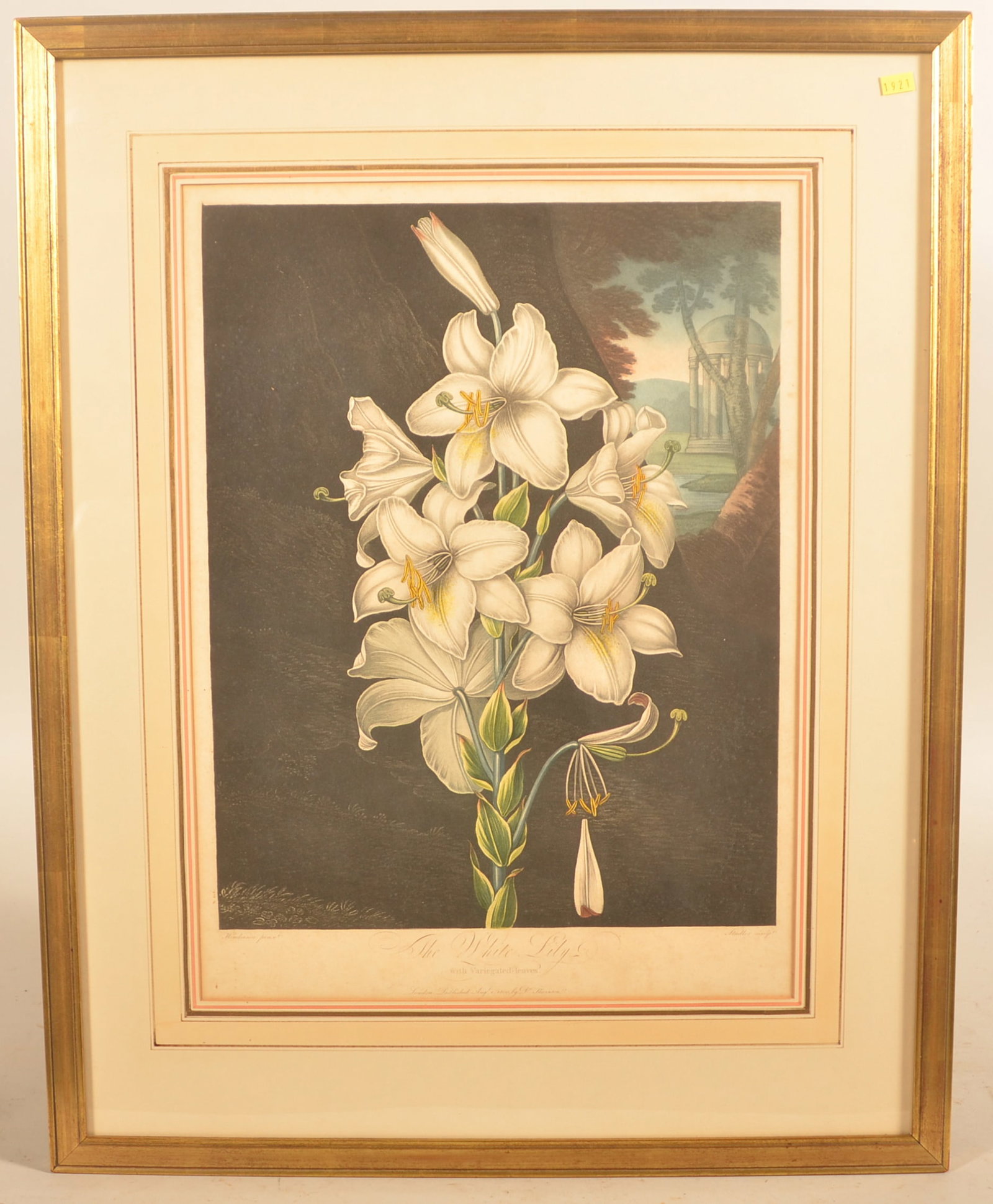 The White Lilly with Variegated Leaves Engraving (1 of 6)