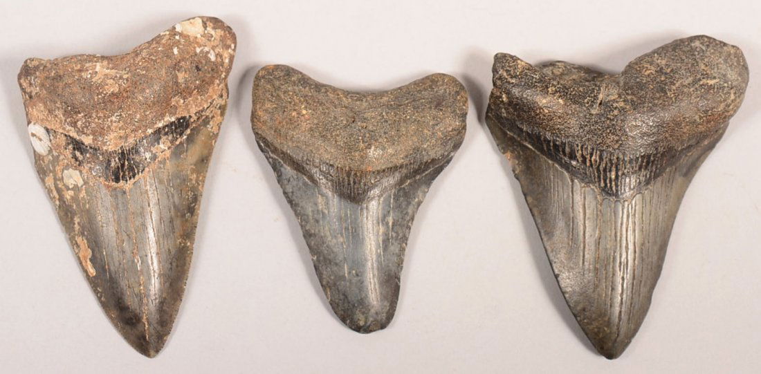 3 Fossil shark's teeth - giant "Megladon" type - good: 3 Fossil shark's teeth - giant "Megladon" type - good sized specimens - Good