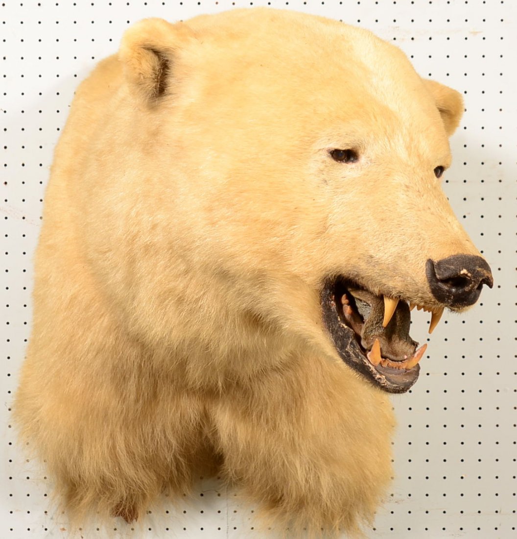 Polar bear head mount measuring 17-1/2" ear to ear.: Polar bear head mount measuring 17-1/2" ear to ear. Condition: very good.