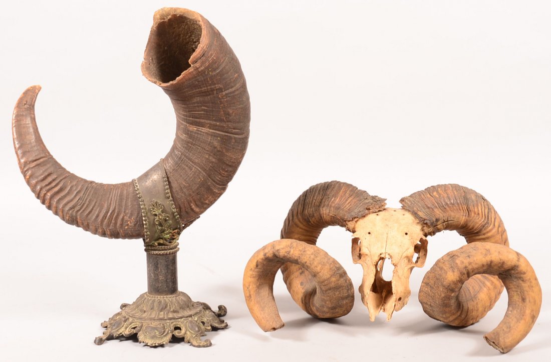 Rocky Mountain Bighorn Sheep horns on a skull, 1-1/2: Rocky Mountain Bighorn Sheep horns on a skull, 1-1/2 curl, 17-1/2" spread, 11" tip-to-tip. Condition: tips were originally longer but have been trimmed shorter, otherwise good condition.