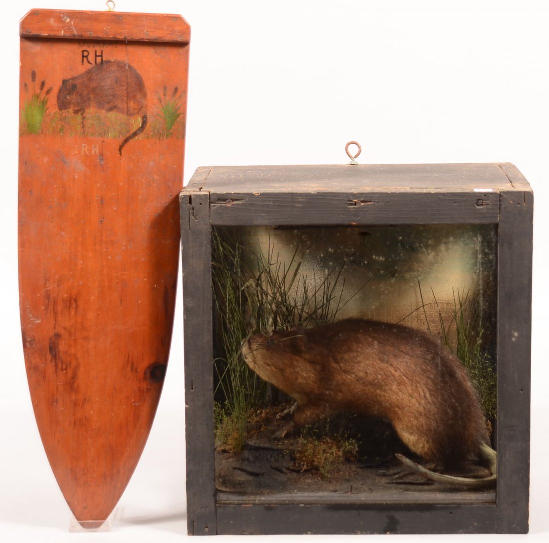 Muskrat full body mount enclosed in a shadow box with: Muskrat full body mount enclosed in a shadow box with materials depicting his natural environment. Also included is a paint decorated wooden skin stretcher for a muskrat skin. Condition: good.