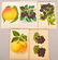 Lot of 45 Various Fruit Species Colored Lithographs.