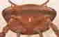 item-41561397=3