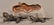 Three Vintage Metal Tiger Sculptures. - 3