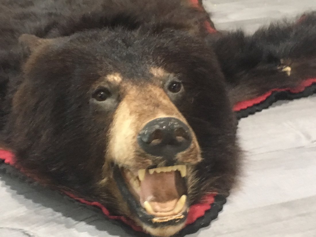 Antique Clearfield taxidermy Bear Rug.SHOWS WEAR: Antique Clearfield taxidermy Bear Rug SHOWS A LOT OF BEAR ON THE ELBOWS AND THE CORNERS. THE HEAD IS FINE. . Shipping cost for this item within the USA is $75