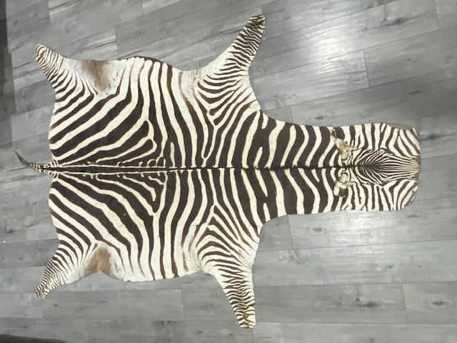 African Large Zebra Rug 95" Long: Antique Original African Zebra Rug. Measures (Approx.) 95" Long from head to tail and approx 60" in it's widest area.Please refer to pictures for size and condition.Due to COVID-19 there will be no li