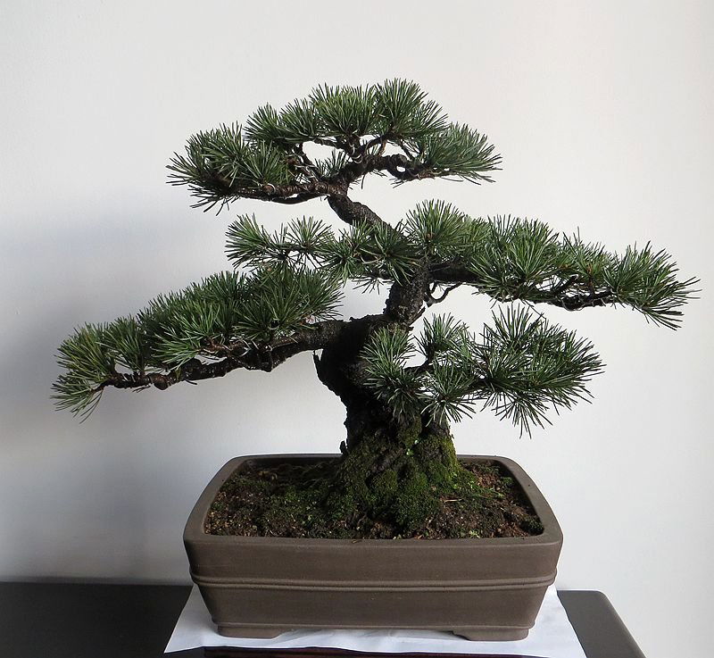 35 Years Old Live Chinese Scholar White Pine Bonsai (1 of 3)