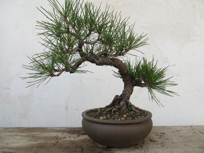 12 Years Old Chinese Live Scholar Black Pine Bonsai (1 of 2)