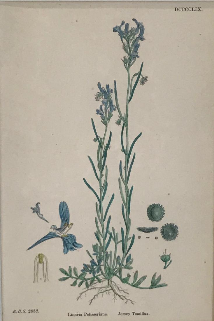 Antique Botanical British print: Linaria Pelisseriana. Jersey Toadflax, Plate DCCCCXIX, 1865 Engraving with hand coloring on wove paper, framed. 10in. H x 6 1/2in. W (sheet) Frame: 20in. H x 15in. W x 1in. L