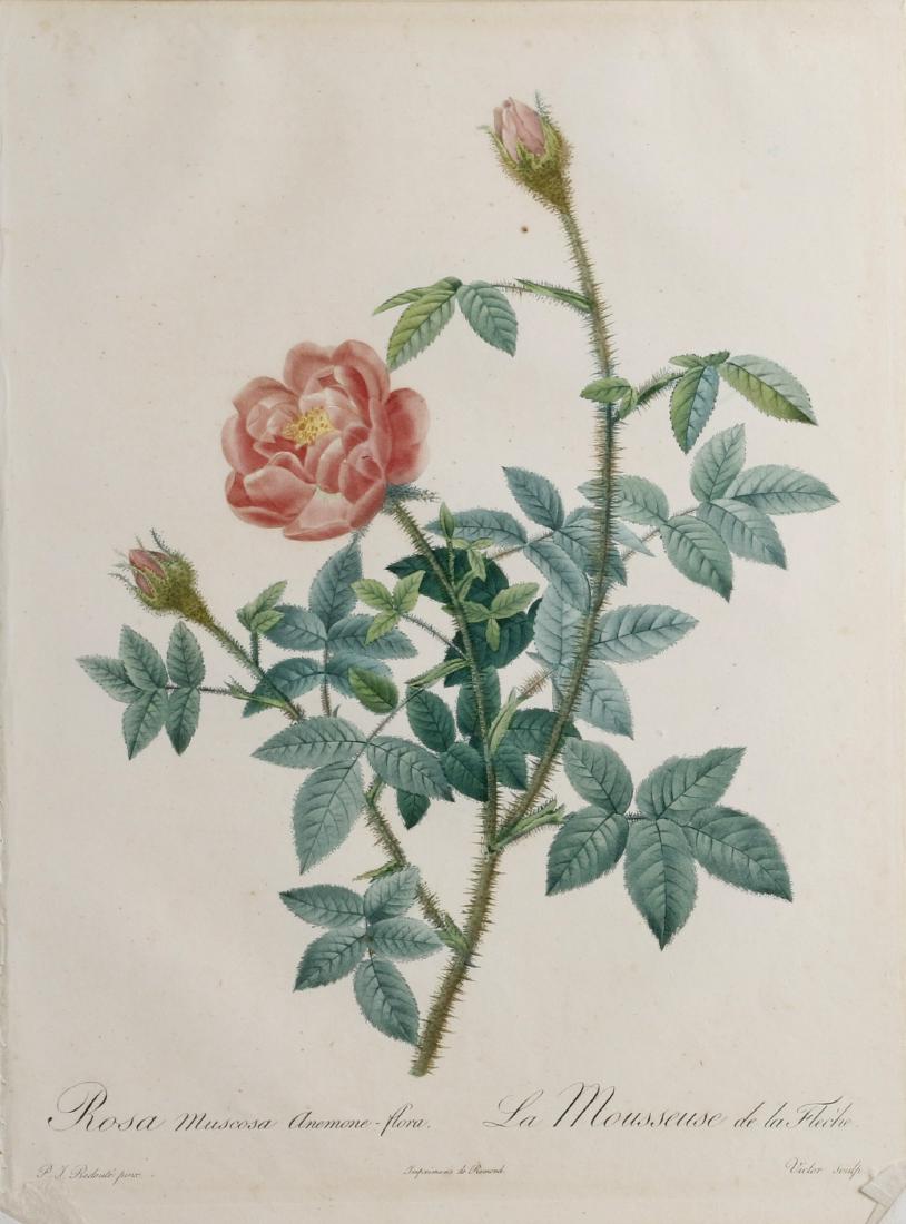 After Pierre Joseph Redouté (Belgian, 1759-1840) (1 of 10)