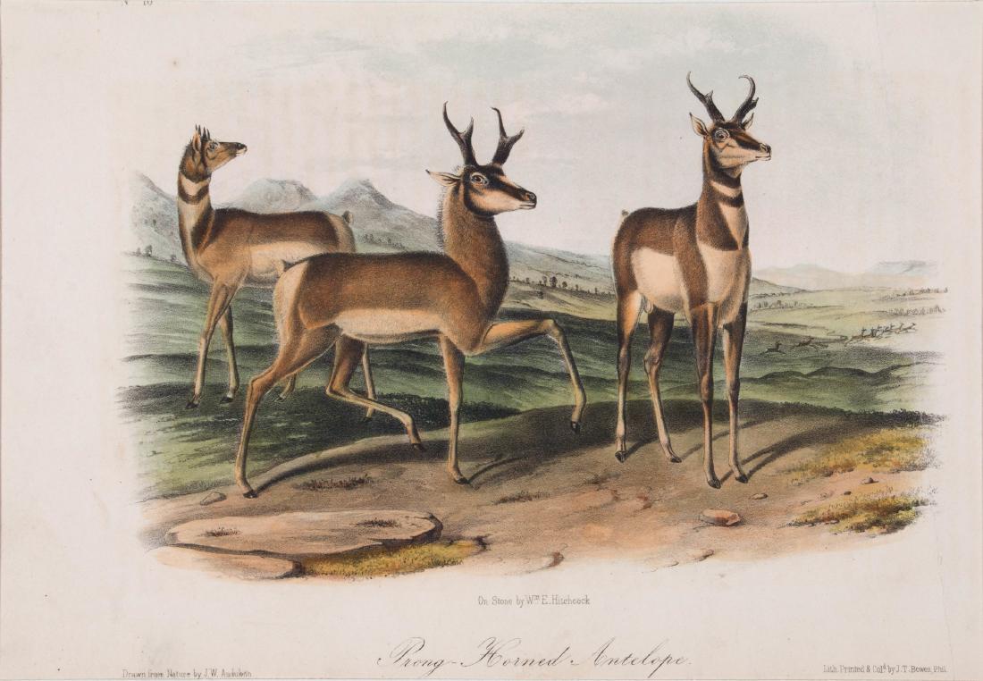 J.W. Audubon (American 1812-1862) octavo prints (1 of 7)