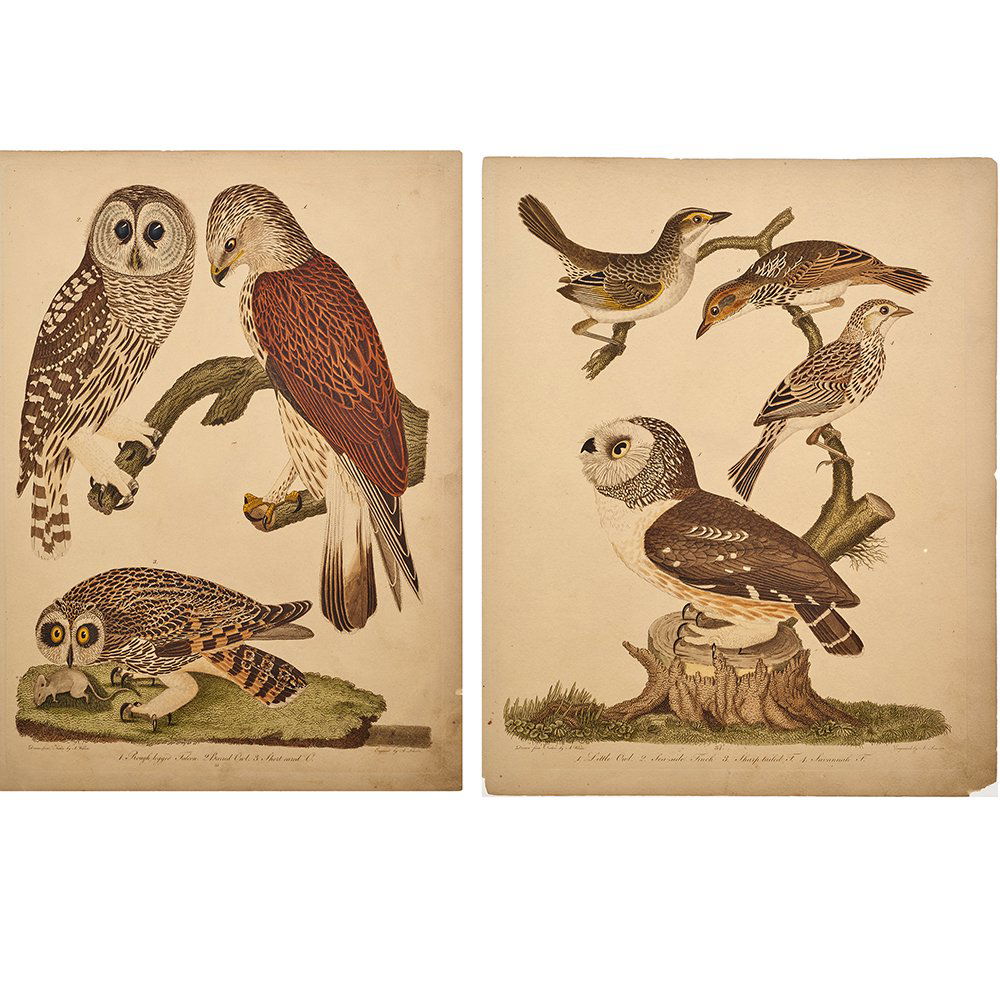 Alexander Wilson (American 1766-1813)  bird prints (1 of 7)