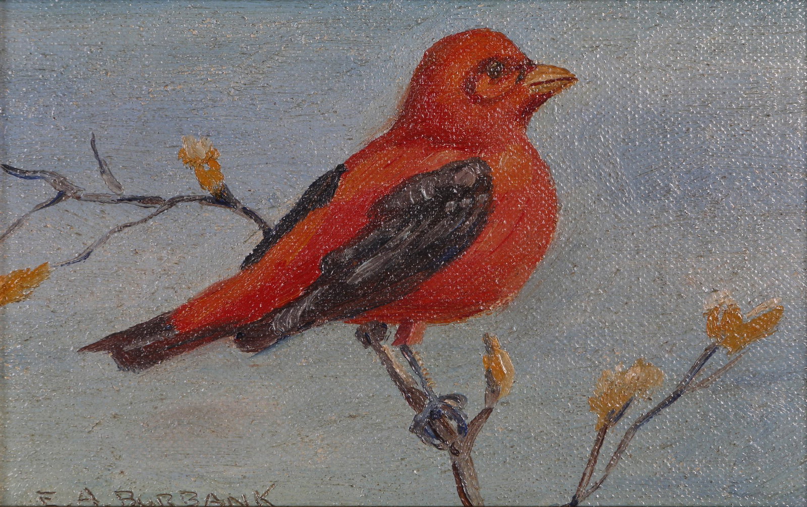 Elbridge Ayer Burbank, Red Bird: Elbridge Ayer Burbank (American, 1858-1949). Red Bird. Oil on canvas board. Signed 'E.A. Burbank.' lower left. Measures 4 in. high x 6 in. wide (with frame 6.5 in. high x 8.5 in. wide). Condition: I