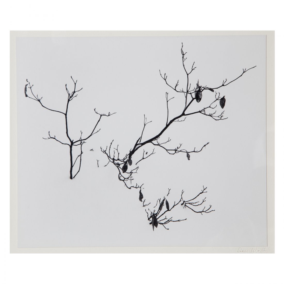 Don Worth, Branches in Snow: Don Worth (American, 1924-2009). Branches in Snow. Silver gelatin print. Signed in pencil on the mount lower right. Measures 7.5 in. high x 9 in. wide (with frame 12.75 in. high x 16.25 in. wide). Con