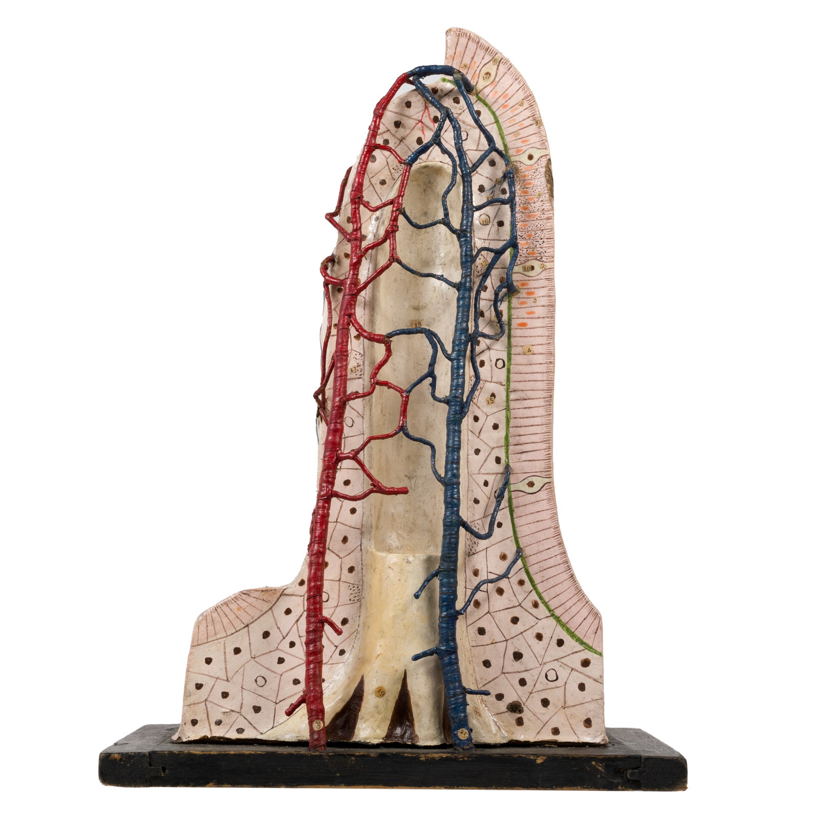Human intestinal villus model, Auzoux: Human intestinal villus model, Auzoux Papier mache didactic intestinal villus model, by Maison Auzoux. Varying parts are numbered for reference. Right side of model reads "A 34 Dr. Auzoux 1953.&q
