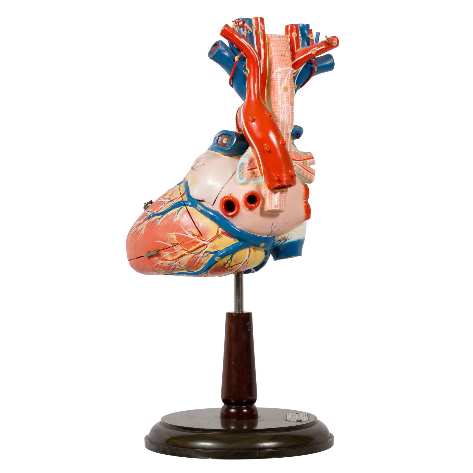 Anatomical Heart Model, Clay Adams (1 of 13)