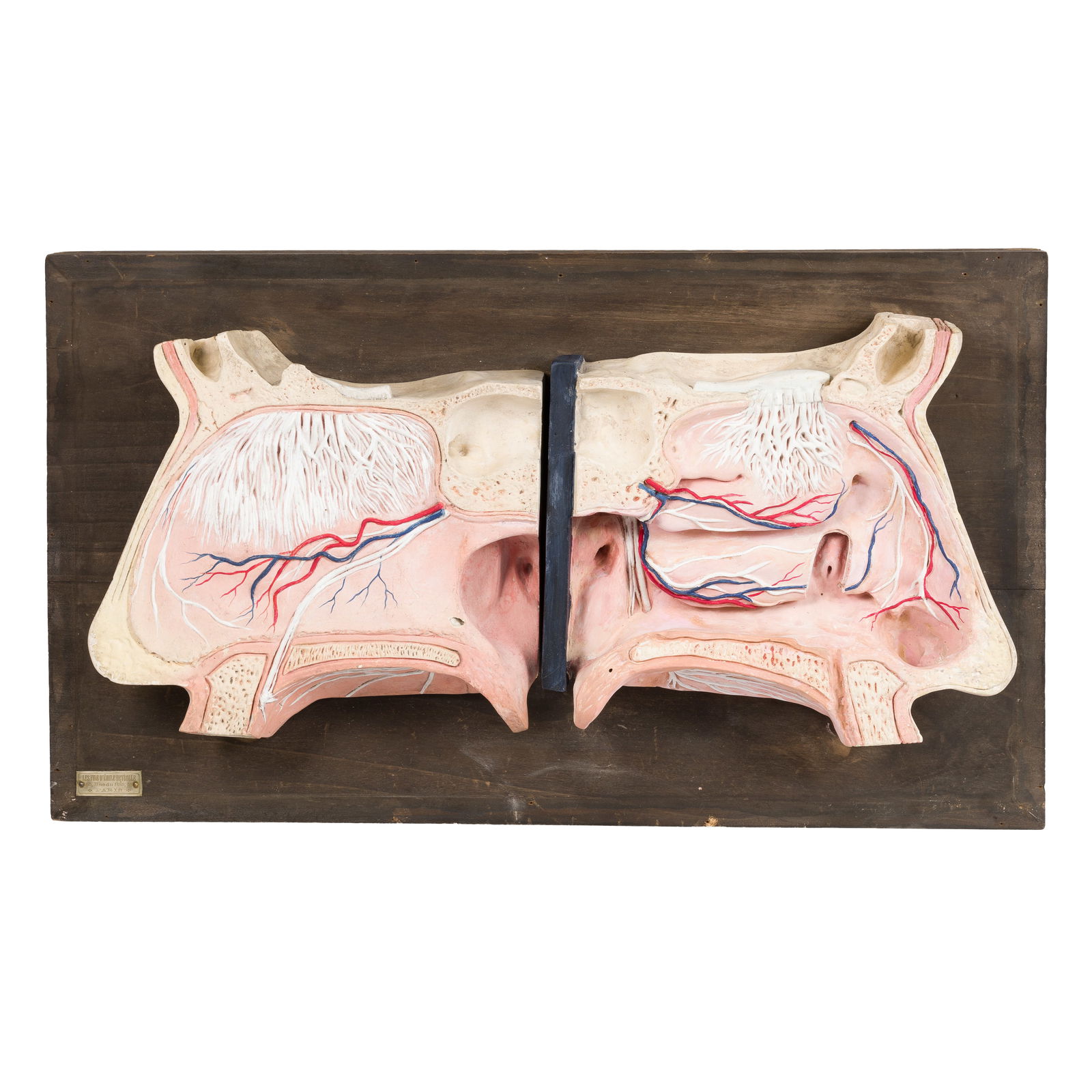 Composition Nose Model, Emile Deyrolle (1 of 9)