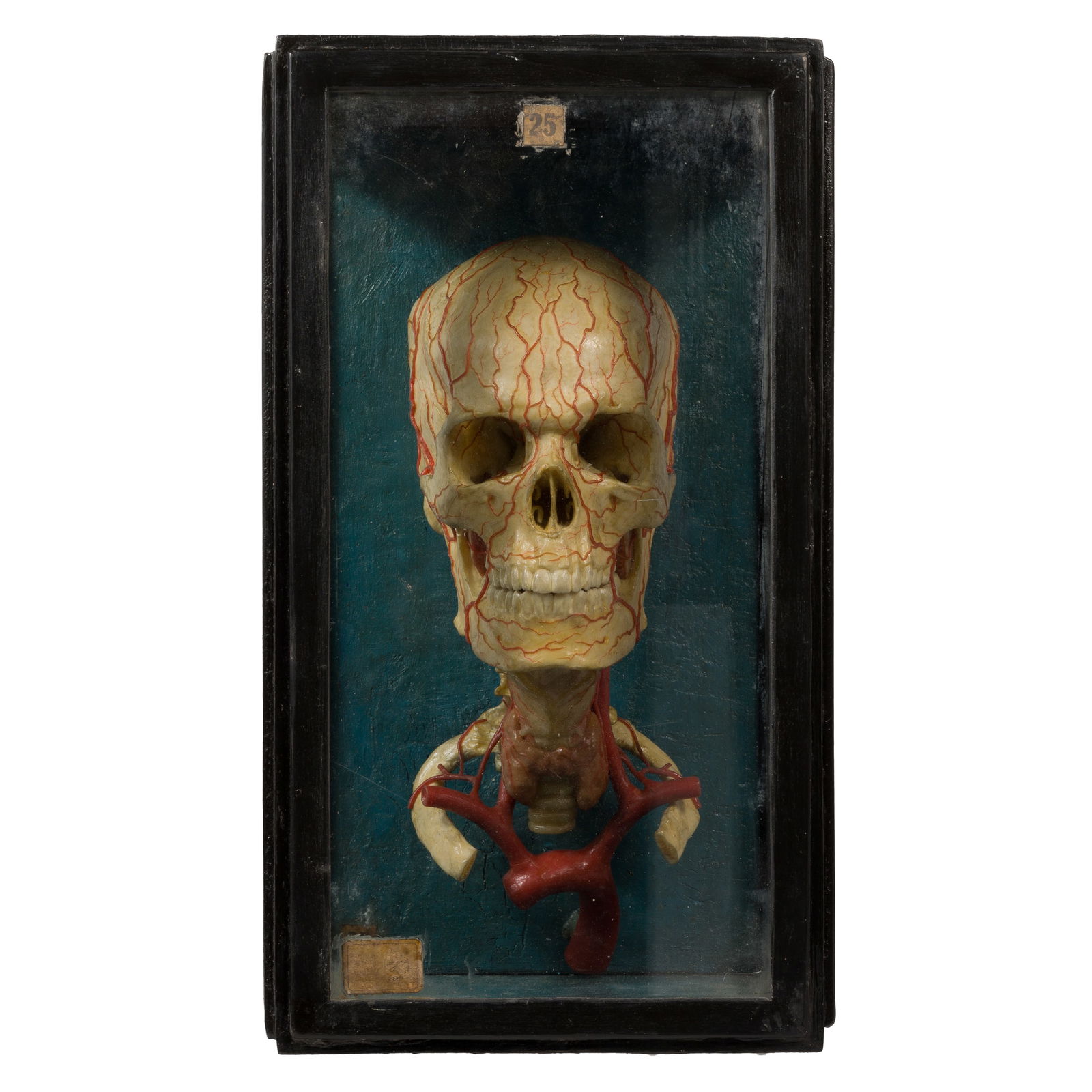 Wax Anatomical Human Skull Model (1 of 11)