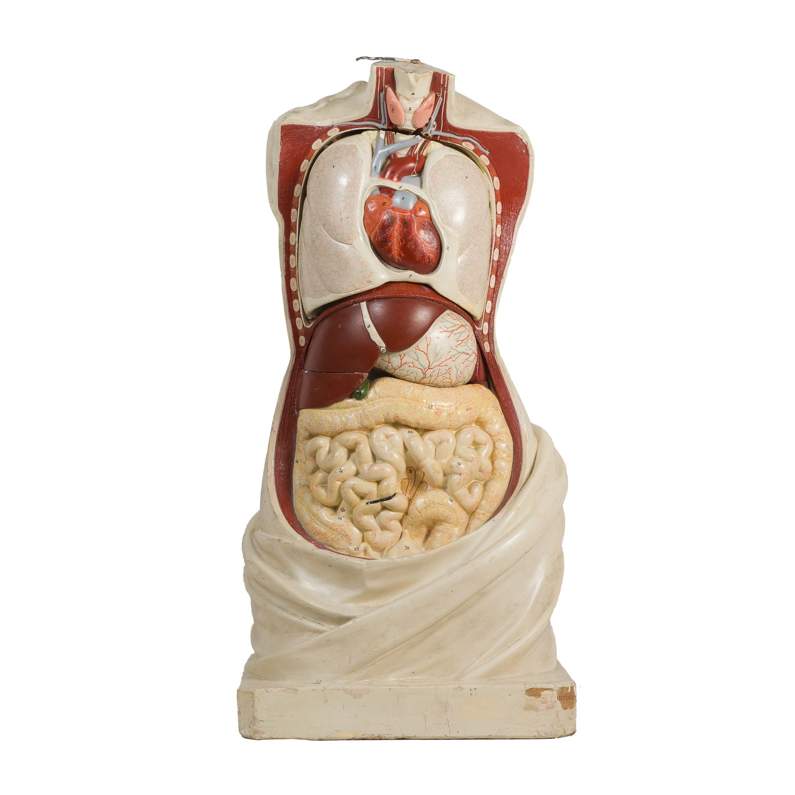 19th Century Anatomical Model Torso, Removable Organs (1 of 20)