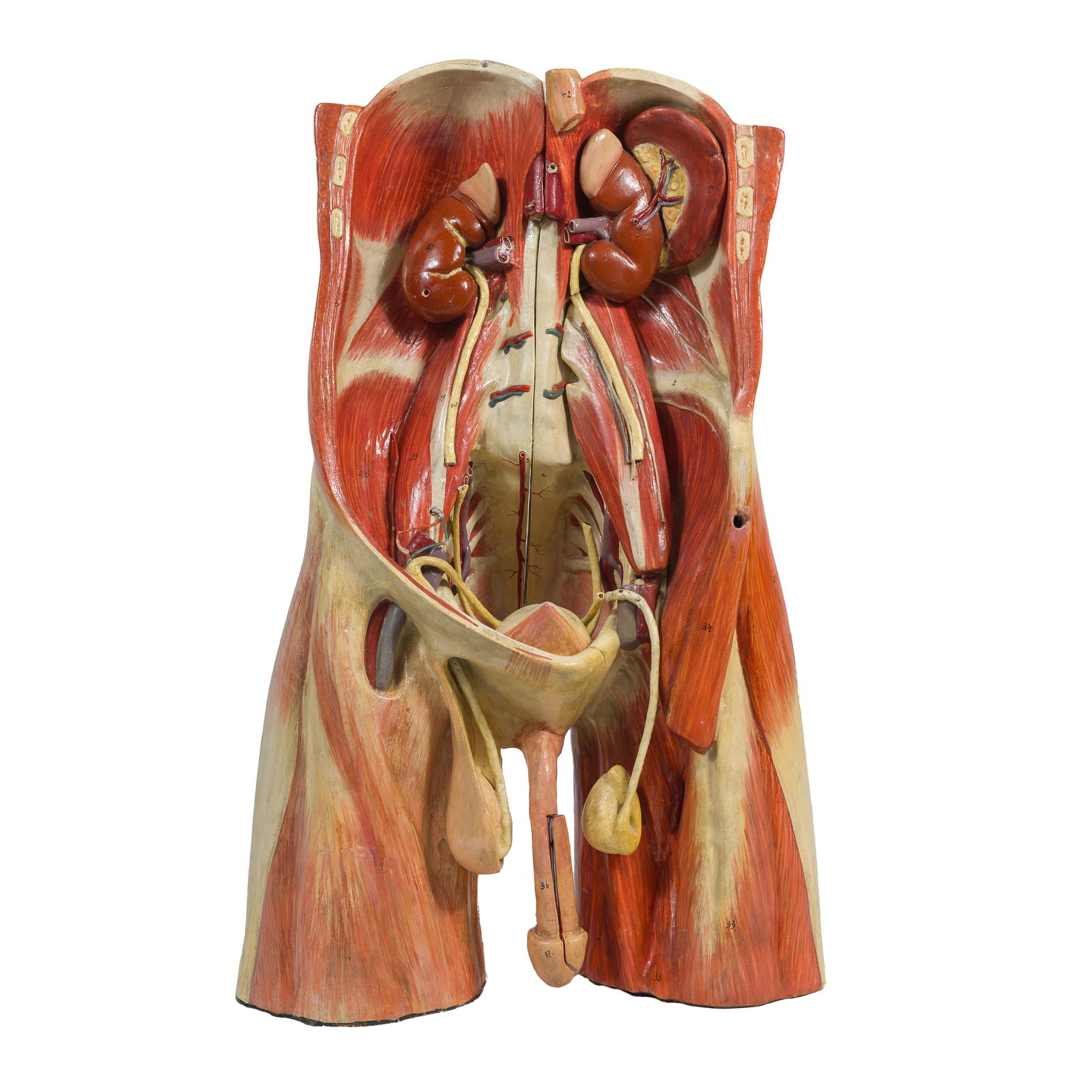 Didactic Abdominal Wall and Pelvis Model: Didactic Abdominal Wall and Pelvis Model19th century plaster model of the posterior abdominal wall and pelvic area of a human male. The model comes apart and several muscles and organs can be removed.