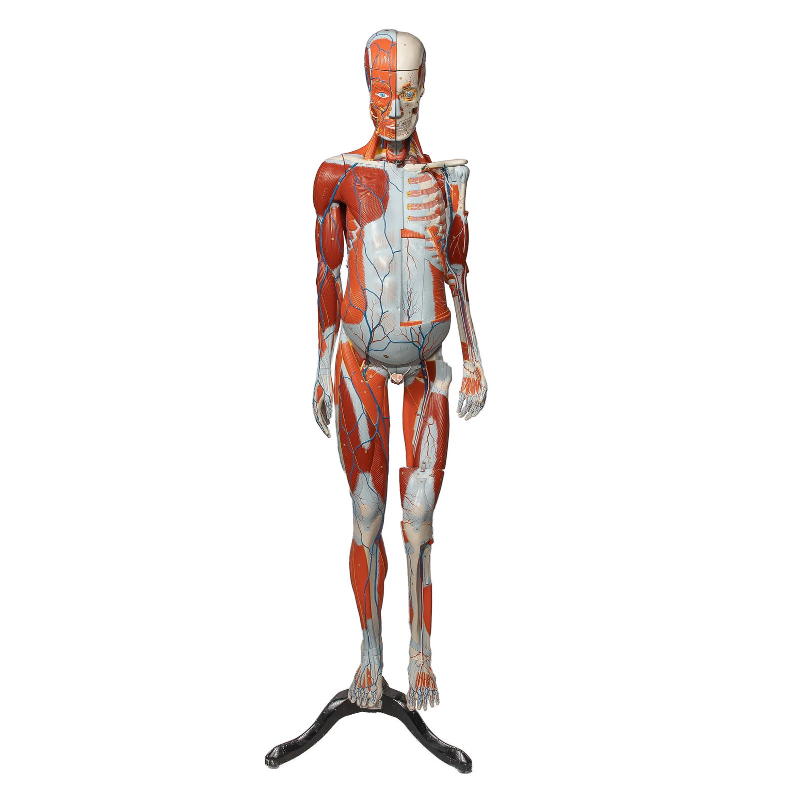 Clay-Adams Life-size Human Anatomical Model: Clay-Adams Life-size Human Anatomical ModelLife-size human anatomical model. Depicting the structures of the human body including musculature, major veins, ligaments & tendons, internal organs, etc. D