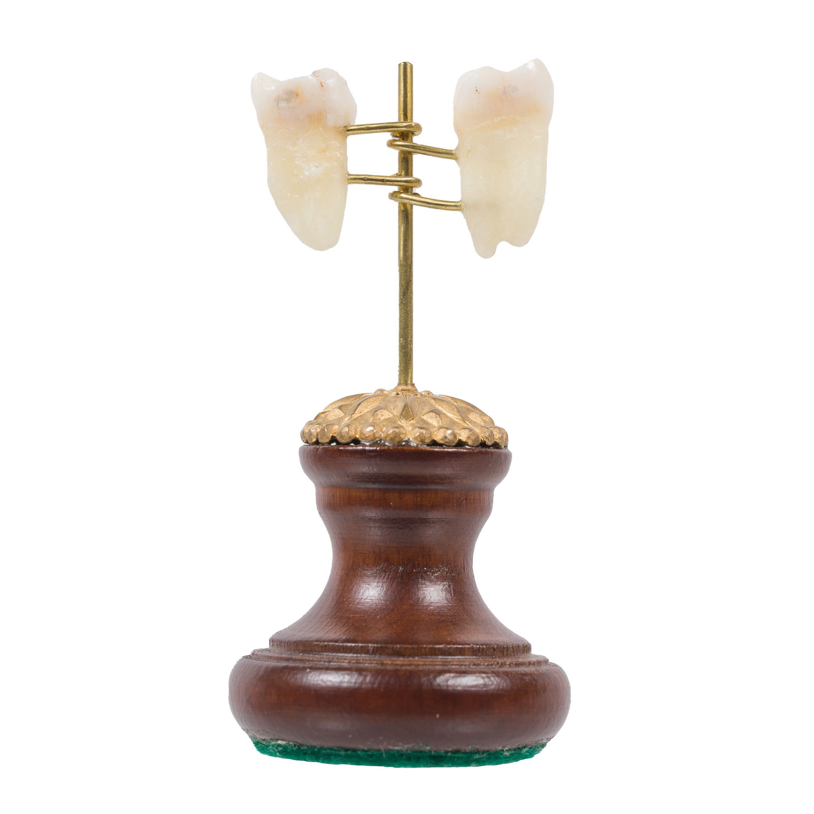 Bisected Molar (1 of 4)