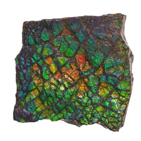 Fossil Ammolite