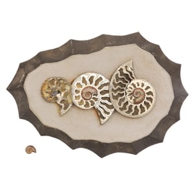 Composition of Pyritized Ammonites