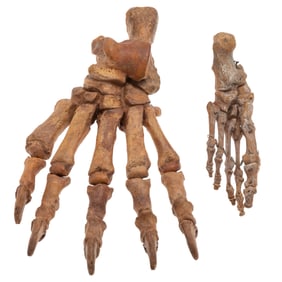 Fossil Cave Bear Paw, Pleistocene Era