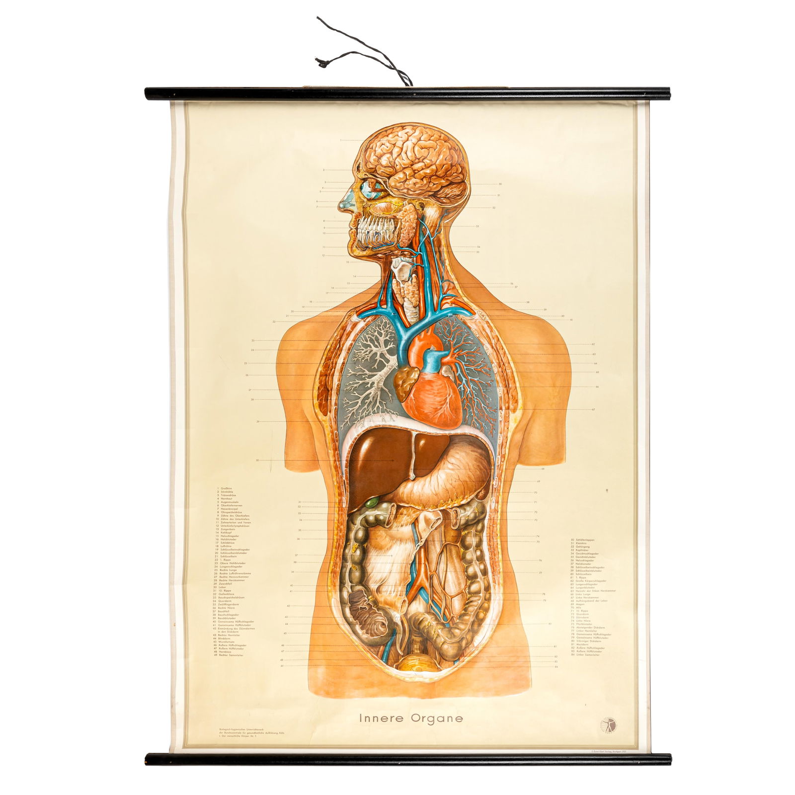 Vintage German Anatomical Chart Innere Organe (1 of 5)