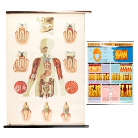 Vintage Medical Poster Jaws, Teeth, Organs Anatomical Wall Chart