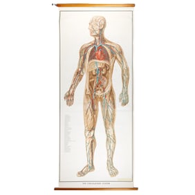 Vintage Circulatory System Wall Chart