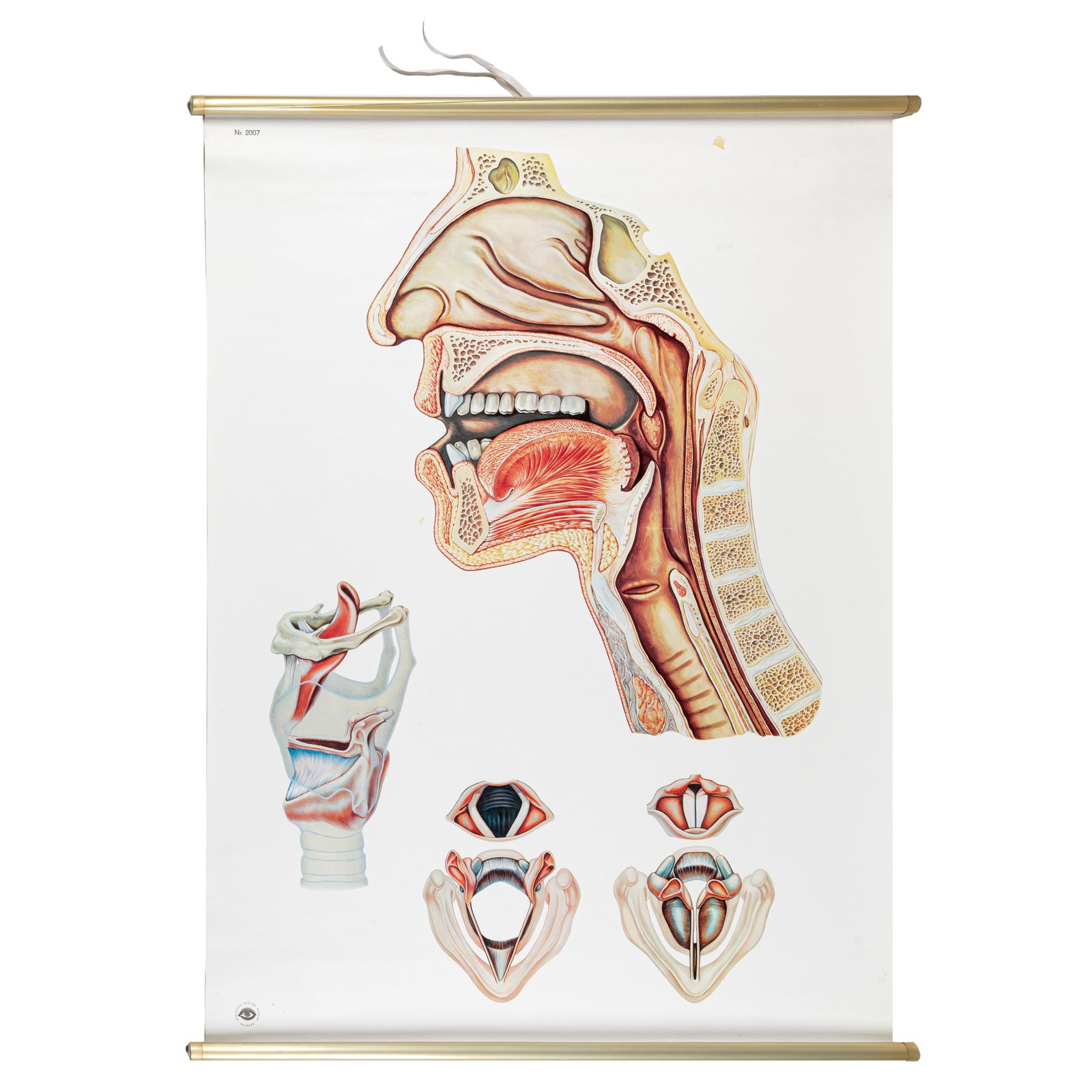 Anatomical Poster of Speech Organs: Anatomical Poster of Speech OrgansBy Deutsches Hygiene Museum Dresden.43in. x 32in119cm. x 81cmFrom the collection of a South Bay Collector