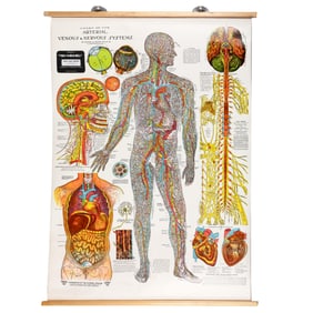 Chart of the Arterial and Venous Nervous Systems