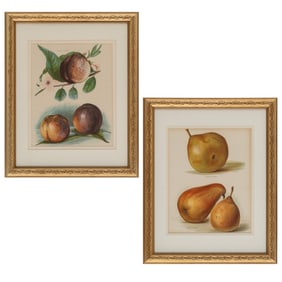 British Botanical Prints