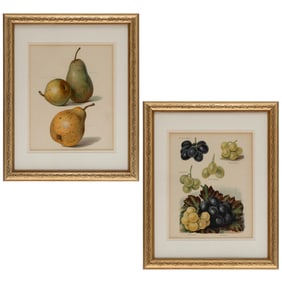 British Botanical Prints