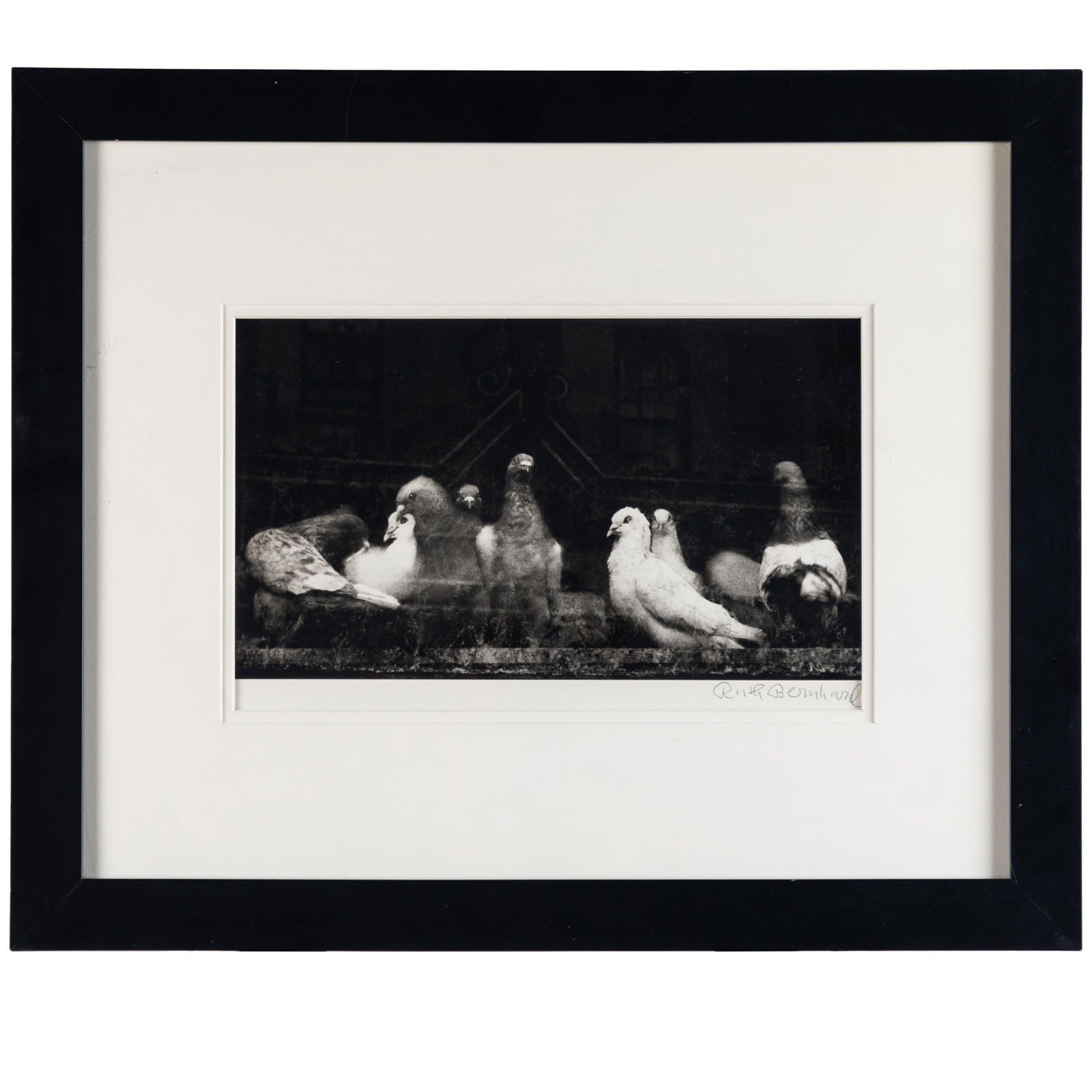 Ruth Bernhard (American, 1905-2006): Ruth Bernhard (American, 1905-2006) Pigeons, San Francisco, 1956 Gelatin silver print, printed later, signed in pencil on the mount, framed. 7 1/2 x 13 1/4in. (10 x 34cm) 19 x 23in. (58 x 49cm/frame)