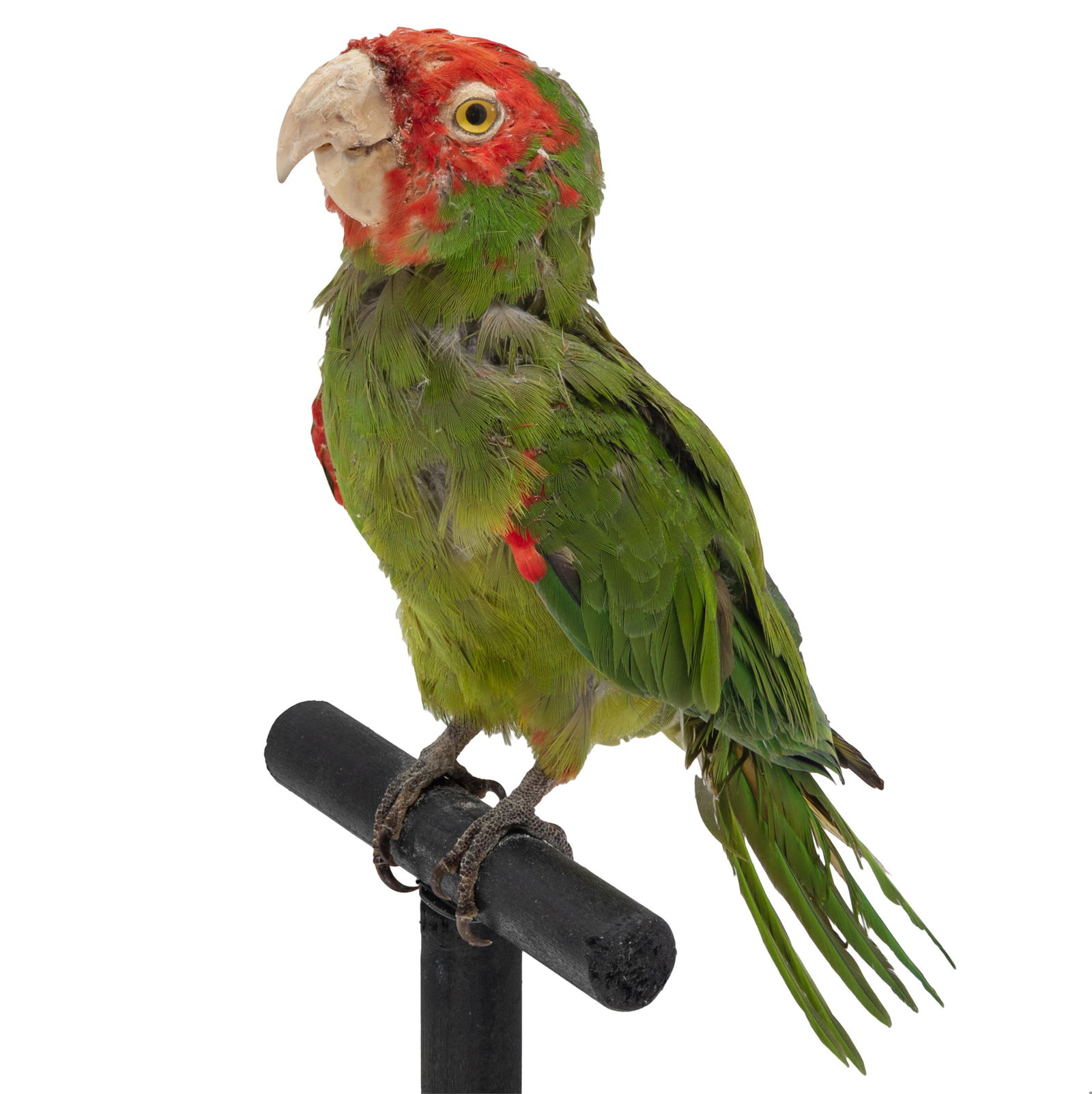 Taxidermied Parrot: Taxidermied Parrot The alert figure of a Cherry Headed Conure presented perched on a stand. Parrot 12in (31cm) l Figure on stand 16in. By repute, once with the flock of the 'Wild Parrots of