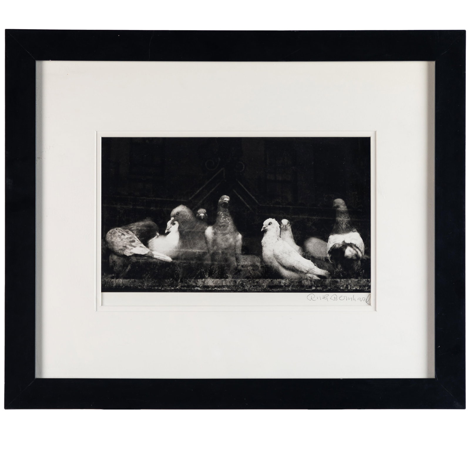 Ruth Bernhard (American, 1905-2006): Ruth Bernhard (American, 1905-2006) Pigeons, San Francisco, 1956 Gelatin silver print, printed later, signed in pencil on the mount, framed. 7 1/2 x 13 1/4in. (10 x 34cm) 19 x 23in. (58 x 49cm/frame) 