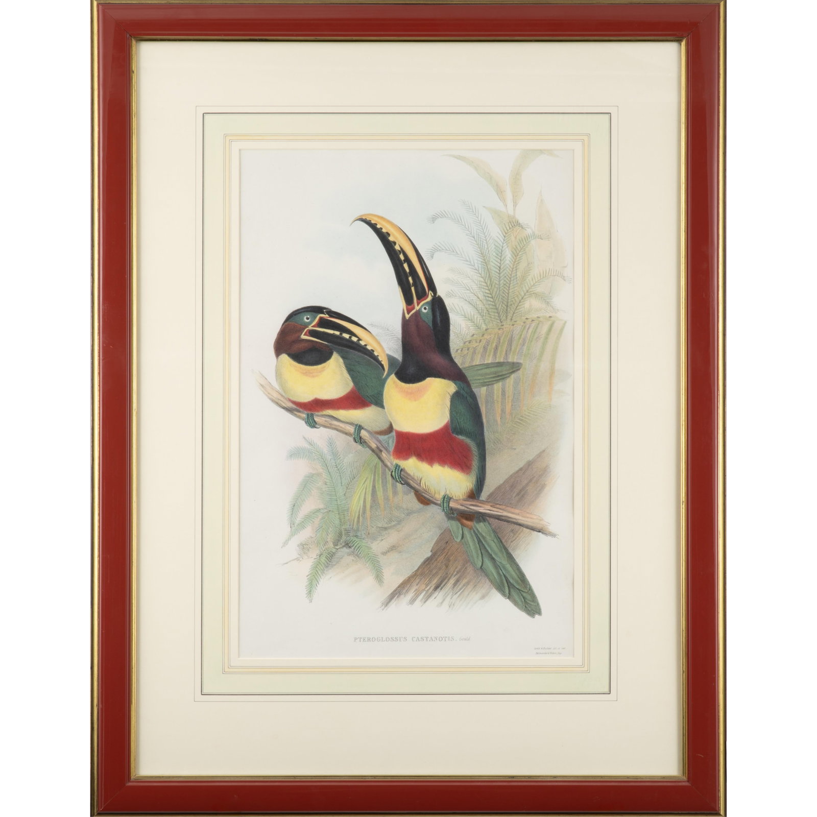 John Gould, and H. C. Richter (British, 19th Century).: John Gould, and H. C. Richter (British, 19th Century). Pteroglossus Castanotis: A Monograph of the Ramphastidae, or Family of Toucans, circa 1833. Hand-colored lithograph, printed by Hullmandel &