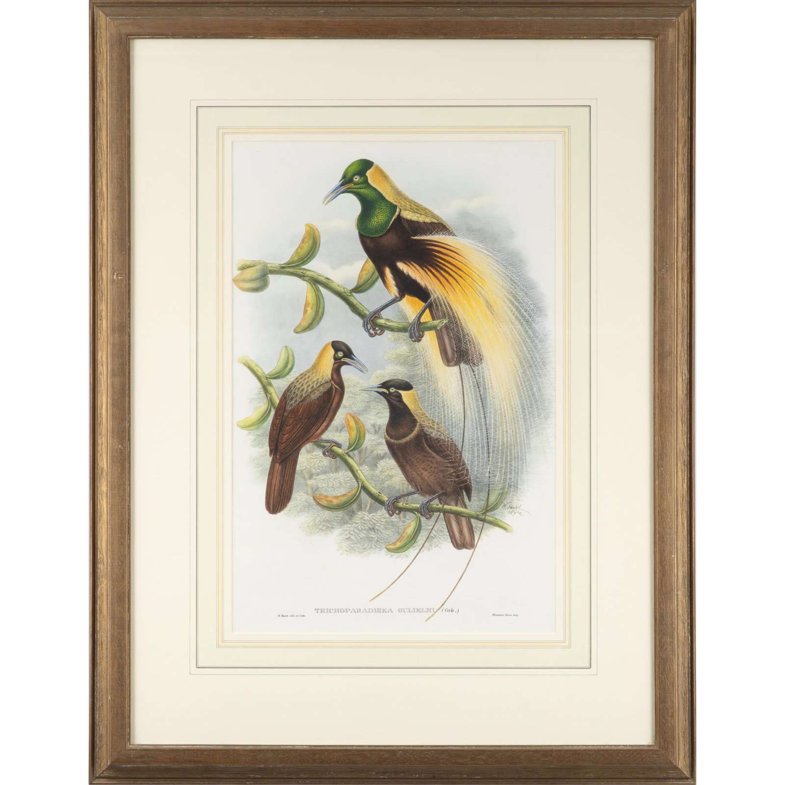 William Matthews Hart (Irish, 1830-1908). After a drawing by John Gould.: William Matthews Hart (Irish, 1830-1908). After a drawing by John Gould. Trichoparadisea Gulielmi (Cab.), from Monograph of the Paradiseidae, or Birds of Paradise, 1891-98. Hand-colored lithograph, pu