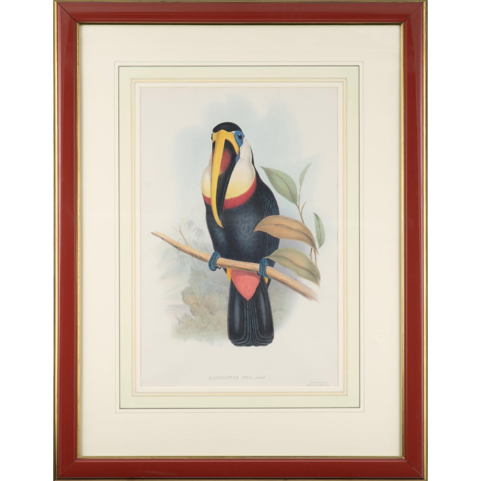 John Gould, and H. C. Richter (British, 19th Century).: John Gould, and H. C. Richter (British, 19th Century). Ramphastos Inca: A Monograph of the Ramphastidae, or Family of Toucans, circa 1833. Hand-colored lithograph, printed by Hullmandel & Walton,