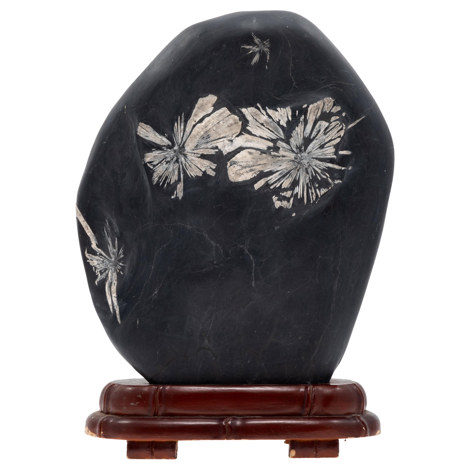Chrysanthemum Stone with Wood Stand: Chrysanthemum Stone with Wood Stand The blossoms formed of celestine crystals radiating in high relief, emerging from satiny black limestone matrix. With fitted wooden stand. Specimen measures