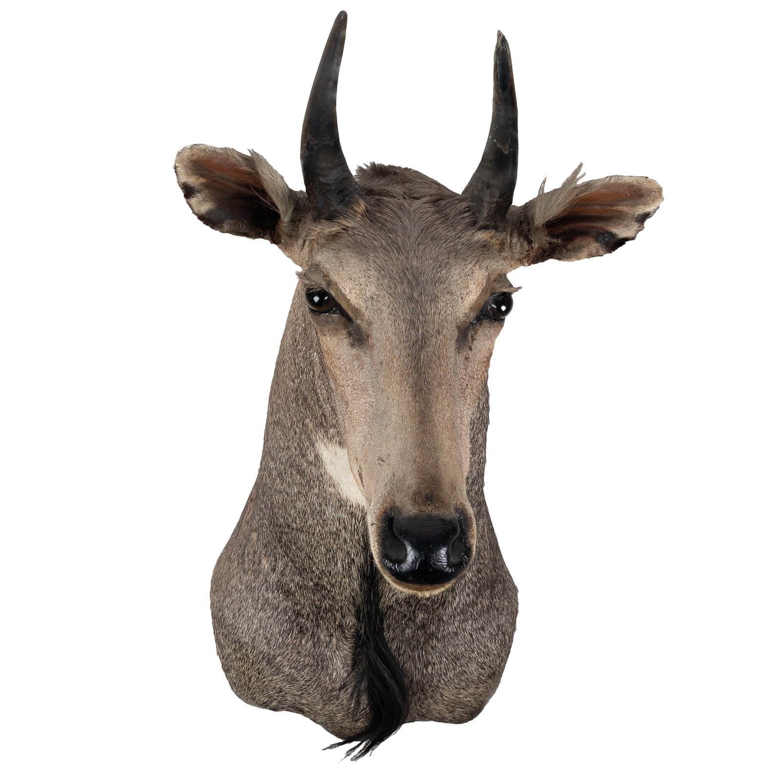 Nilgai Taxidermy Shoulder Mount: Nilgai Taxidermy Shoulder Mount Nilgai / Indian blue bull antelope, taxidermy shoulder mount. Approx. 20in. x 17in x 29in (51cm. x 43cm x 73 1/2cm) Condition: Good with some minor losses to tips of