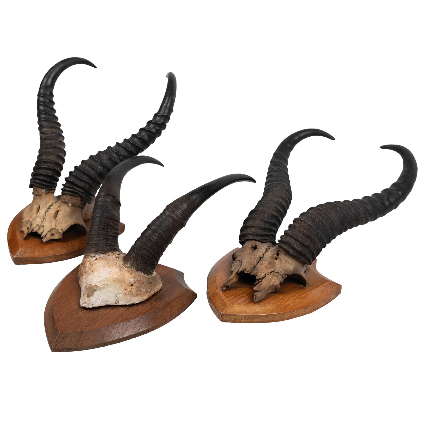 Springbok & Blesbok Taxidermy Skull Cap Mounts: Springbok & Blesbok Taxidermy Skull Cap Mounts Two Springbok skull cap mounts, together with a pair of Blesbok horns affixed to a composition skull cap, each mounted on a heraldic form wooden plaque. 