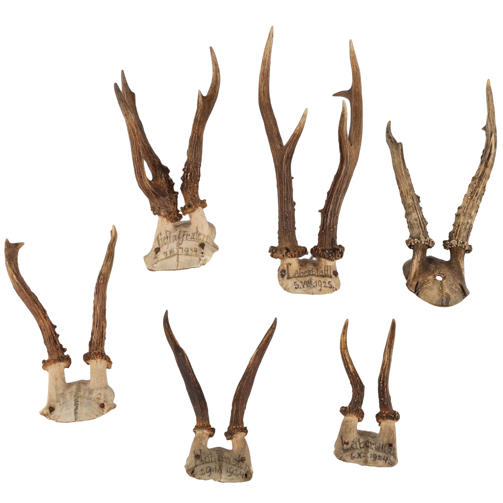 Roe Deer Skull Cap Mounts: Roe Deer Skull Cap Mounts Group of six roe deer skull cap mounts, some with city or date marks, including: 'hochriegel, 2.VM., 1936', 'Trogerlal, 4.VU. 1935', etc. Largest: 7in. x 7 1/2in x 4in (17