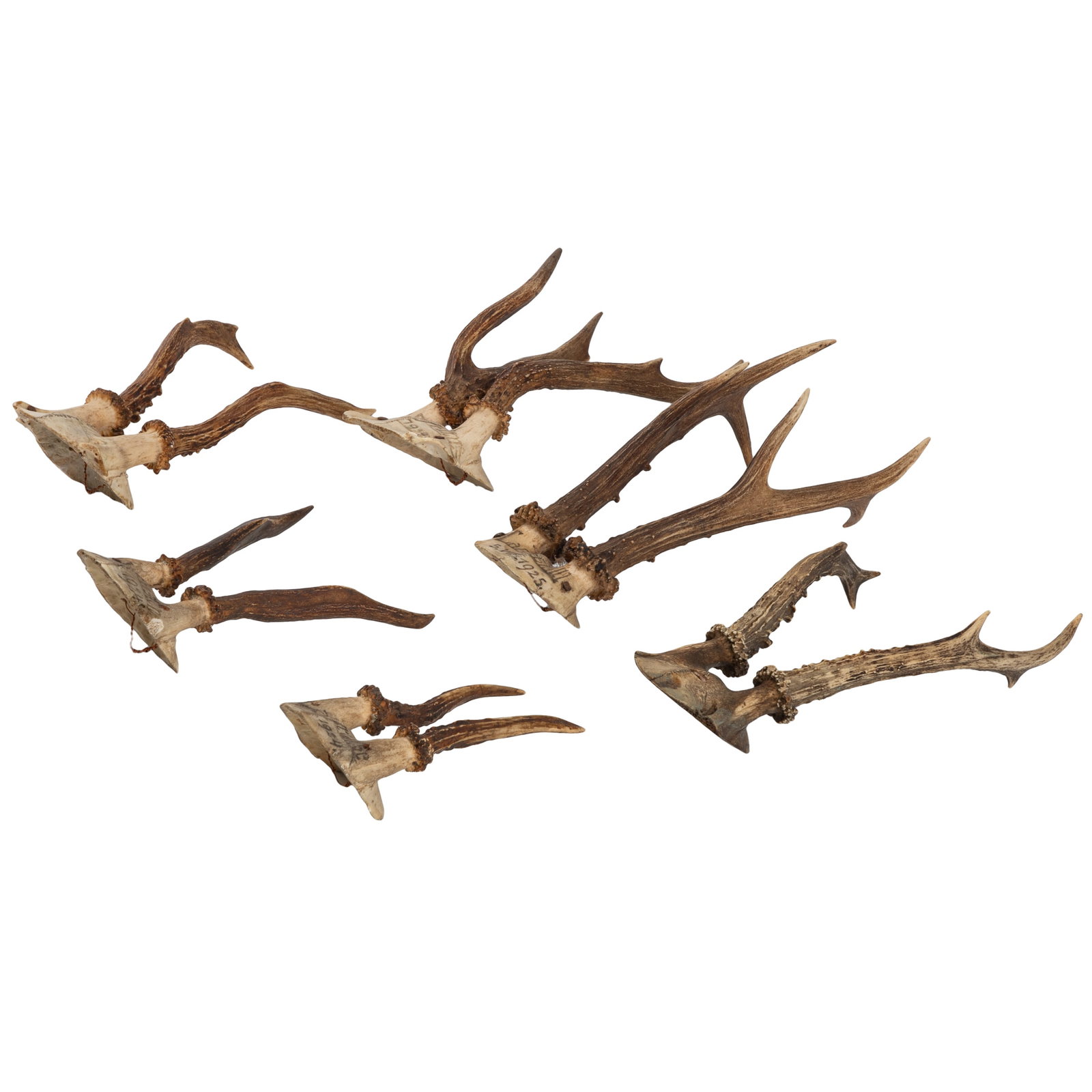 Roe Deer Skull Cap Mounts - 2