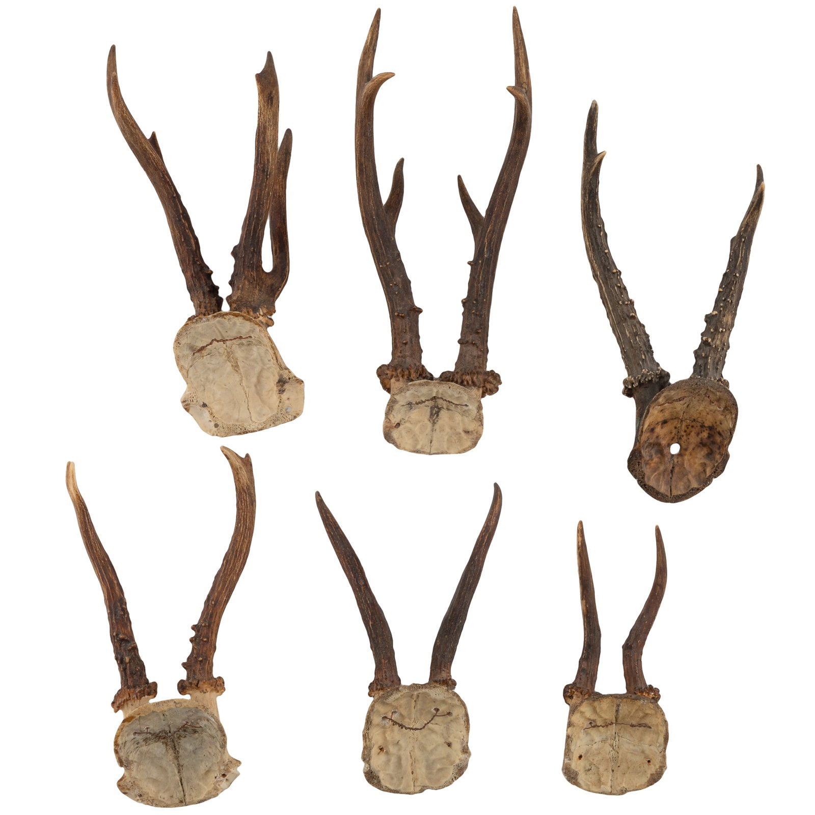 Roe Deer Skull Cap Mounts - 3