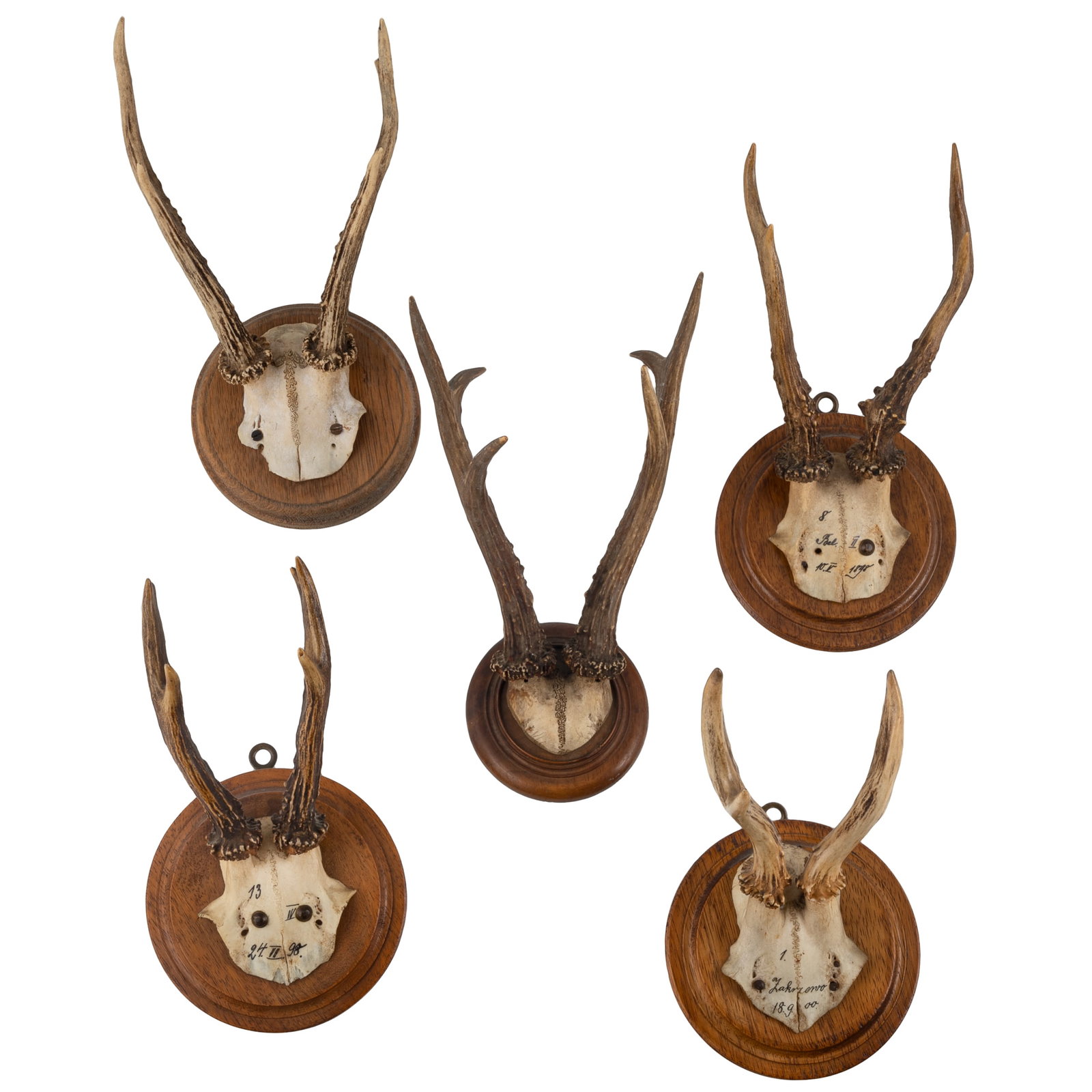 Roe Deer Skull Cap Mounts (1 of 3)