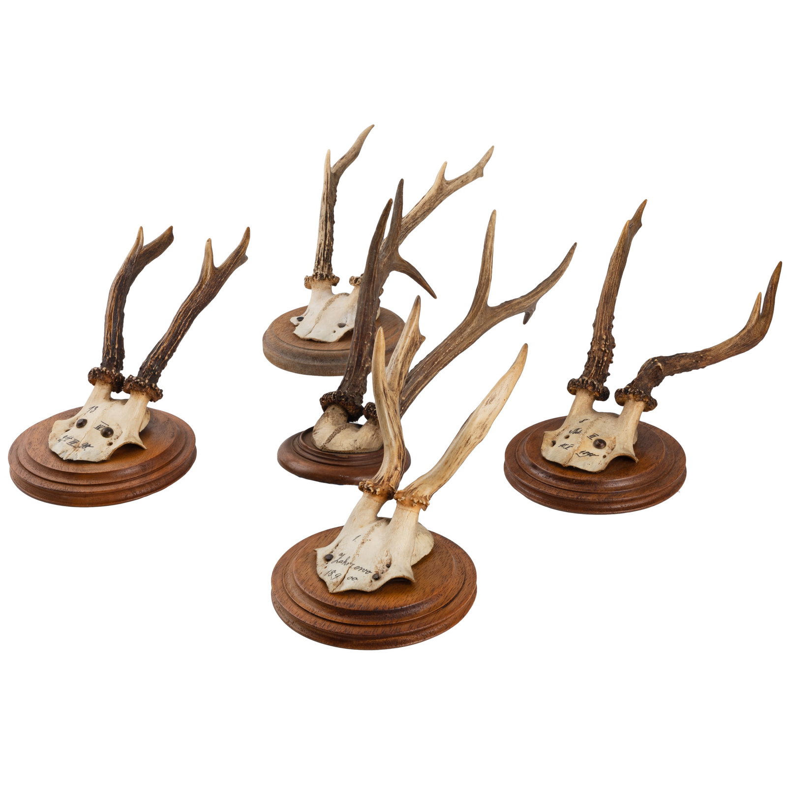 Roe Deer Skull Cap Mounts - 2